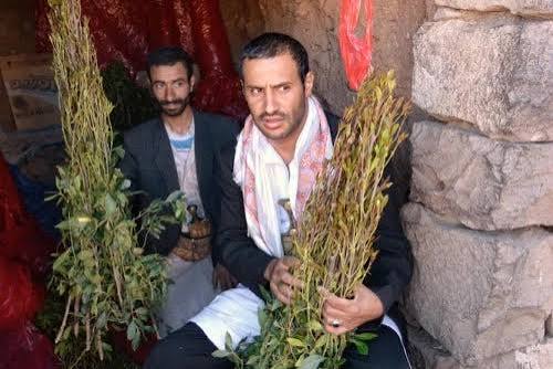 ما أسباب منع نقل القات من صعدة إلى حضرموت والمهرة؟.. التفاصيل الكاملة